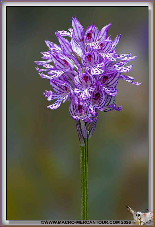 Orchis trident&eacute;